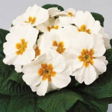 Примула Пионер Вайт Примула Пионер Вайт