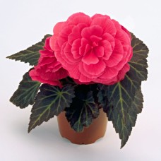 Бегония клубневая Нонстоп Мокка Пинк Шейдес