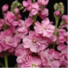 Маттиола Кац Пинк