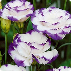 Эустома Супер Мэджик Капри Блю Пикоти