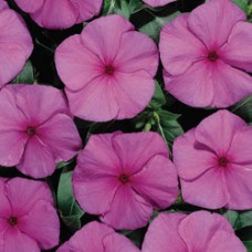 Катарантус Хитвэйв Грейп