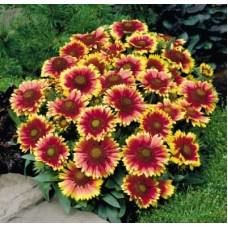 Гайлардия грандифлора Аризона Сан