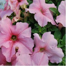 Петуния грандифлора Эспрессо Грандэ Пич