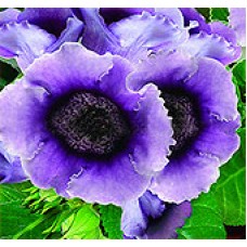 Глоксиния Импресс Лавендер Биколор