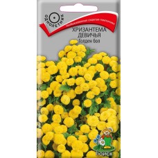 Хризантема девичья Голден бол