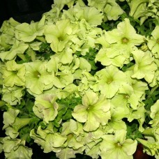 Петуния грандифлора Софистика Лайм Грин