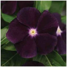 Катарантус Джемс энд Джеллис Блекберри