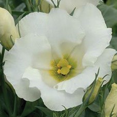 Эустома Супер Мэджик Пьюр Вайт