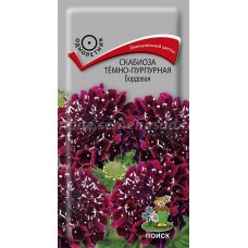Скабиоза темно-пурпурная Бордовая