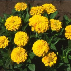 Цинния Тополино Еллоу