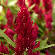 Целозия перистая Сандэй Ред