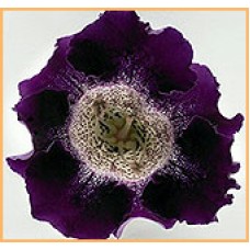 Глоксиния Импресс Парпл Споттед Троат