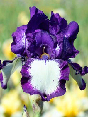 Ирис бородатый Гилвей Ирис бородатый Гилвей