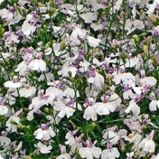 Лобелия ампельная Регата Лилак Сплэш