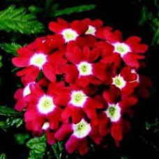 Вербена Обсешн Ред виз Ай