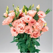 Эустома Супер Мэджик Эприкот