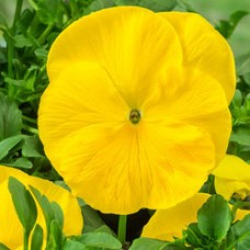 Виола крупноцветковая Селло Пьюр Еллоу