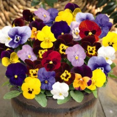 Фиалка рогатая Эдмаер Макси Микс