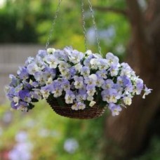 Виола ампельная Кул Вэйв Фрост