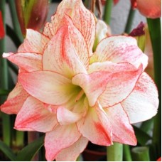 Амариллис махровый Афродита