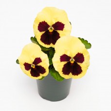 Виола крупноцветковая Инспайер Плюс Лемон Блотч