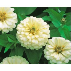 Цинния Дримленд Айвори