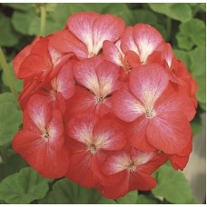 Пеларгония зональная Мультиблум Скарлет Ай