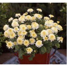 Хризантема девичья Сантана Еллоу