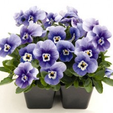 Фиалка рогатая Эдмаер Марина