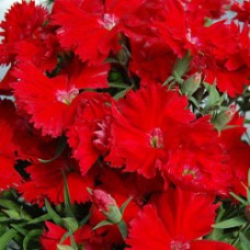 Гвоздика Чиба Ред Гвоздика Чиба Ред