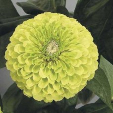 Цинния Гиганты Бенари Лайм