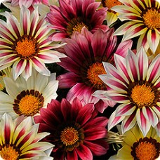 Газания Нью Дэй Стравберри Шорткейк микс