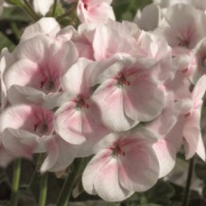 Пеларгония зональная Маверик Эппелблоссом