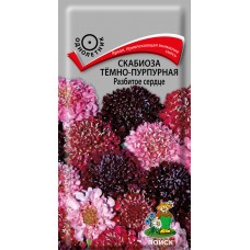 Скабиоза темно-пурпурная Разбитое сердце