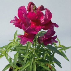 Львиный зев Снэппи Виолет