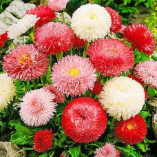 Маргаритка Хабанера Микс