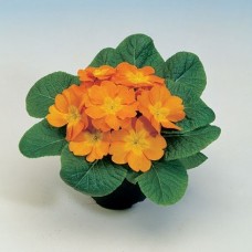 Примула Пионер Бронз