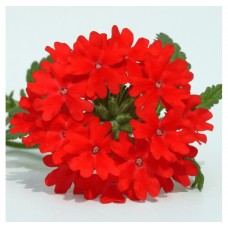 Вербена ампельная Обсешн Каскад Скарлет