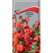 Кларкия изящная Оранж