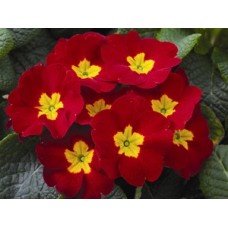 Примула Орион Скарлет