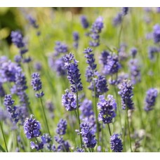 Лаванда Эллеганс Парпл