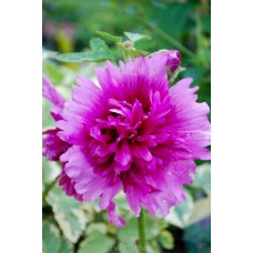 Шток-роза Спринг Селебритис Парпл