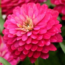 Цинния Дабл Захара Строберри