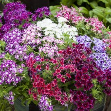 Флокс Попстарс Формула микс