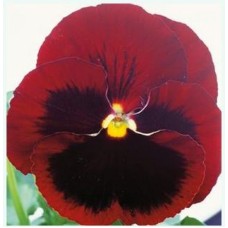 Виола крупноцветковая Селло Ред виз Блотч