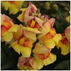 Львиный зев Снэпшот Сансет