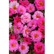 Портулак Хэппи Ауэр Пинк Пэшн Микс