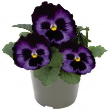 Виола крупноцветковая Инспайер Делюкс Деним