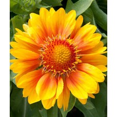 Гайлардия гибридная Меса Пич