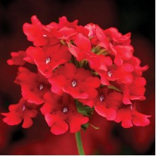 Вербена Обсешн Ред